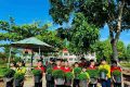 TRƯỜNG TIỂU HỌC TRẦN QUỐC TOẢN RỘN RÀNG HƯỞNG ỨNG LỄ PHÁT ĐỘNG “TẾT TRỒNG CÂY ĐỜI ĐỜI NHỚ ƠN BÁC HỒ” NĂM 2026